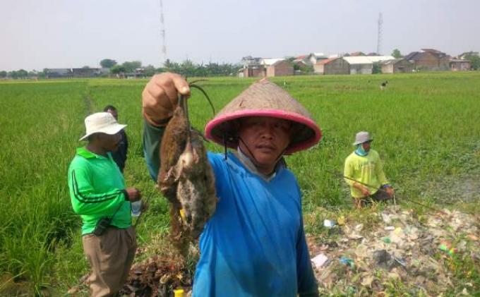 Featured Post Image - Ribuan Tikus Menyerbu Permukiman Warga di Karawang