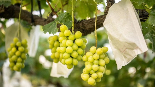 Featured Post Image - Malaysia Cermati Kandungan Berbahaya di Anggur Muscat