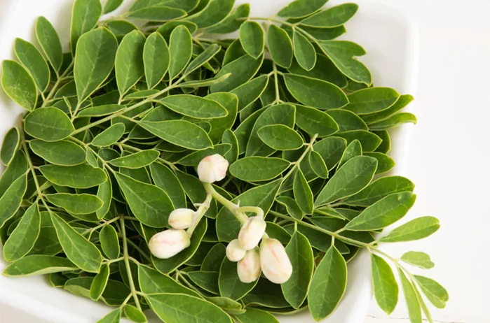 Featured Post Image - Daun Kelor: Sumber Nutrisi Penting yang Kaya Manfaat